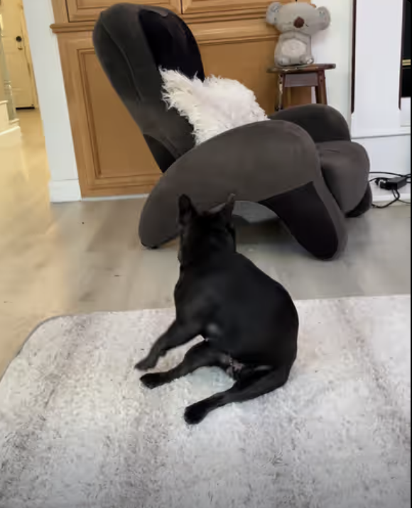 Frenchie scratching routine !